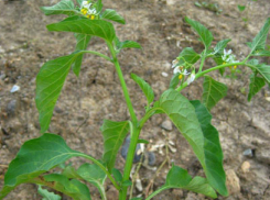 龙葵 | 龙葵草 | 天茄子 | 苦葵 | 野辣椒 | 野海椒 | 黑茄子 | 野葡萄 | 茄科
